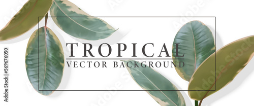 Vector realistic green tropical leaves of ficus on white background. Botanical background for business card, cosmetics, beauty, spa salon, travel agency, florist shop. 3d illustration plant.