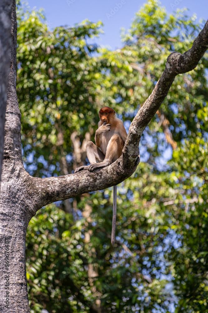 Fototapeta premium Family of wild Proboscis monkey or Nasalis larvatus, in the rainforest of island Borneo, Malaysia, close up