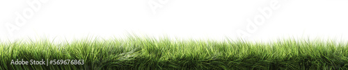 Green grass. Strip of grass side view. 3d