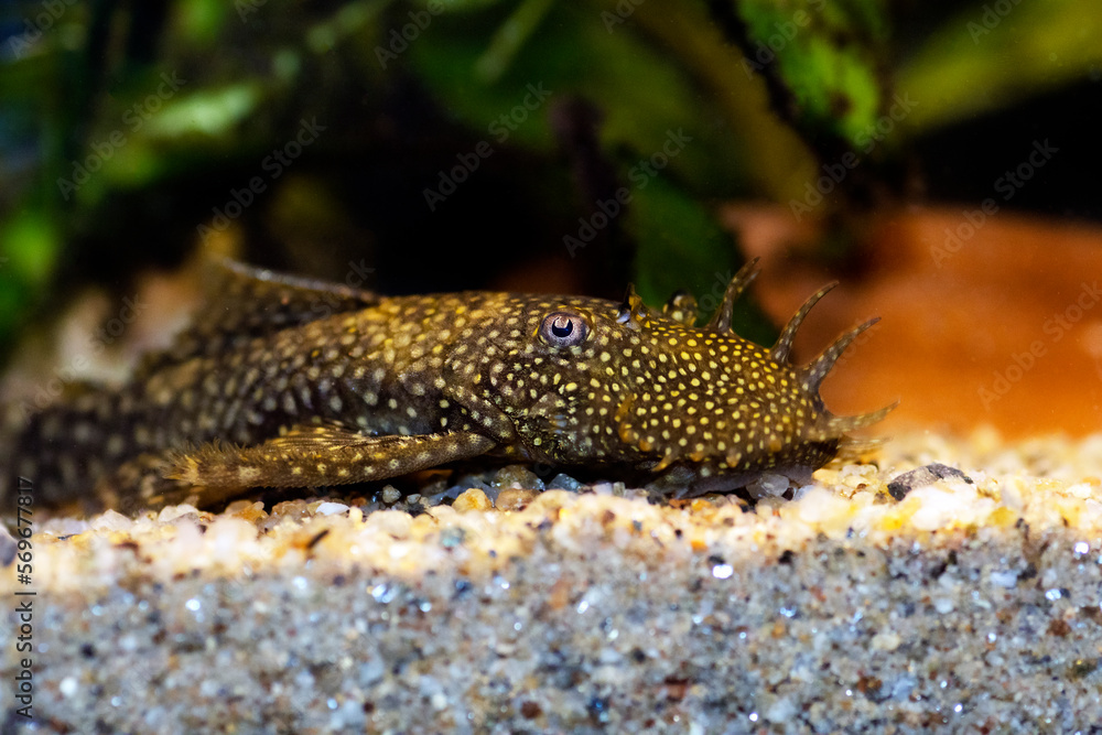 Fototapeta premium Bushymouth catfish - Ancistrus dolichopterus