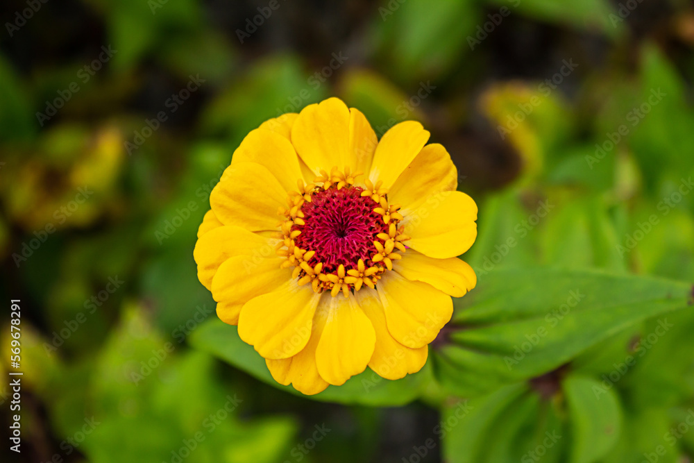 Uma flor amarela vibrante com o capim verde ao fundo desfocado. Uma flor amarela vibrante com o capim verde ao fundo desfocado.