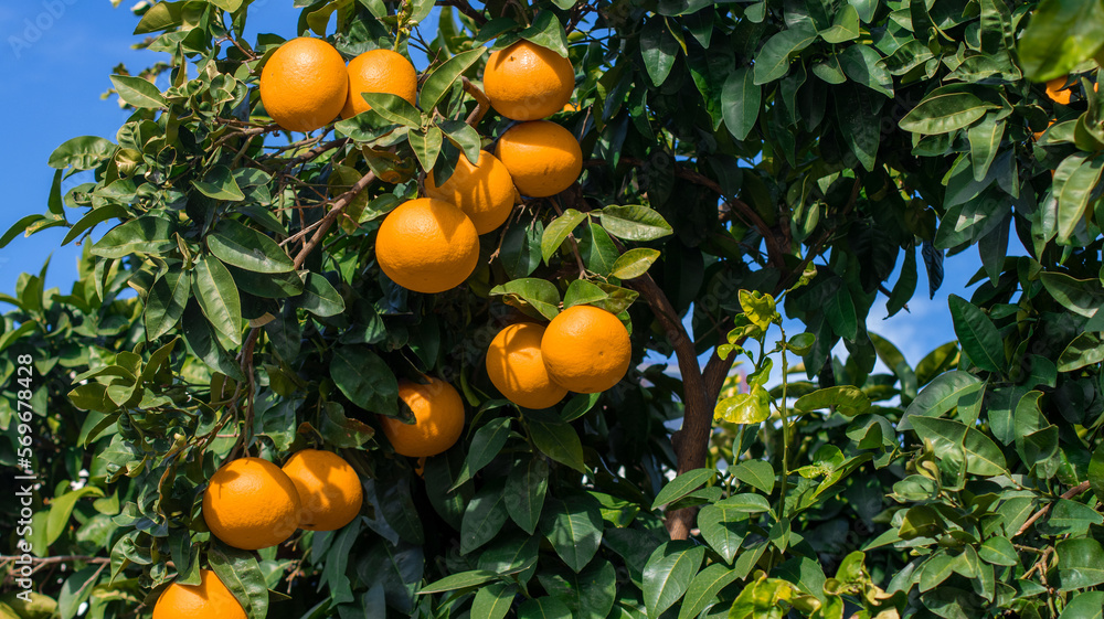 Ripe bright tangerines on green tree on clear sunny day. Orange fruits on blue sky background. Close-up of mature orange fruit hanging on tree.