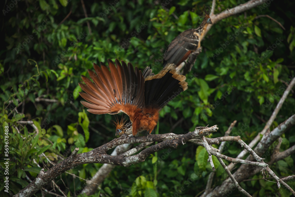 Wildlife of Tambopata National Reserve, Madre de Dios - Peru Wildlife of Tambopata National Reserve, Madre de Dios - Peru