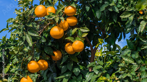 Ripe bright tangerines on green tree on clear sunny day. Orange fruits on blue sky background. Close-up of mature orange fruit hanging on tree.