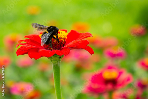 Uma flor vermelha vibrante, com uma abelha mamangava preta em um jardim florido, com fundo desfocado.  photo