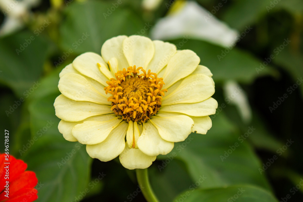 Uma flor amarela suave, com algumas folhas desfocadas ao fundo. Uma flor amarela suave, com algumas folhas desfocadas ao fundo.