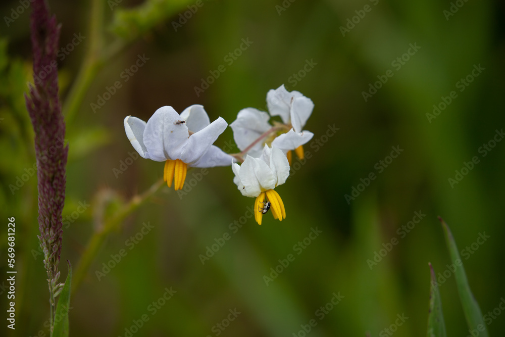 Early spring flowers. New life in colorful fields. Nature well being concept. Early spring flowers. New life in colorful fields. Nature well being concept.