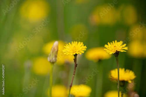 Early spring flowers. New life in colorful fields. Nature well being concept.