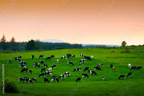 Cows eat grass in endless lush pastures and farmlands of Ireland. Beautiful Irish countryside with emerald green fields and meadows. Rural green springtime landscape on sunset