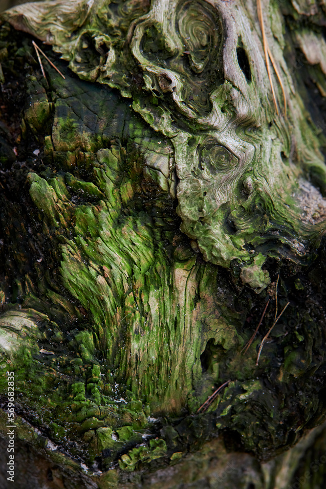 texture of an old stump in the forest, covered with green moss, close-up. Stump in the forest covered with green moss. Old stump with green moss. It has a lot of texture and is green. texture of an old stump in the forest, covered with green moss, close-up. Stump in the forest covered with green moss. Old stump with green moss. It has a lot of texture and is green.