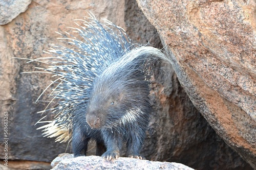 Porcupine is hiding in the rocks, Namibia