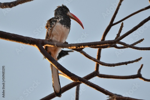 Portrait of a Monteiro's hornbill, Khorixas, Namibia photo
