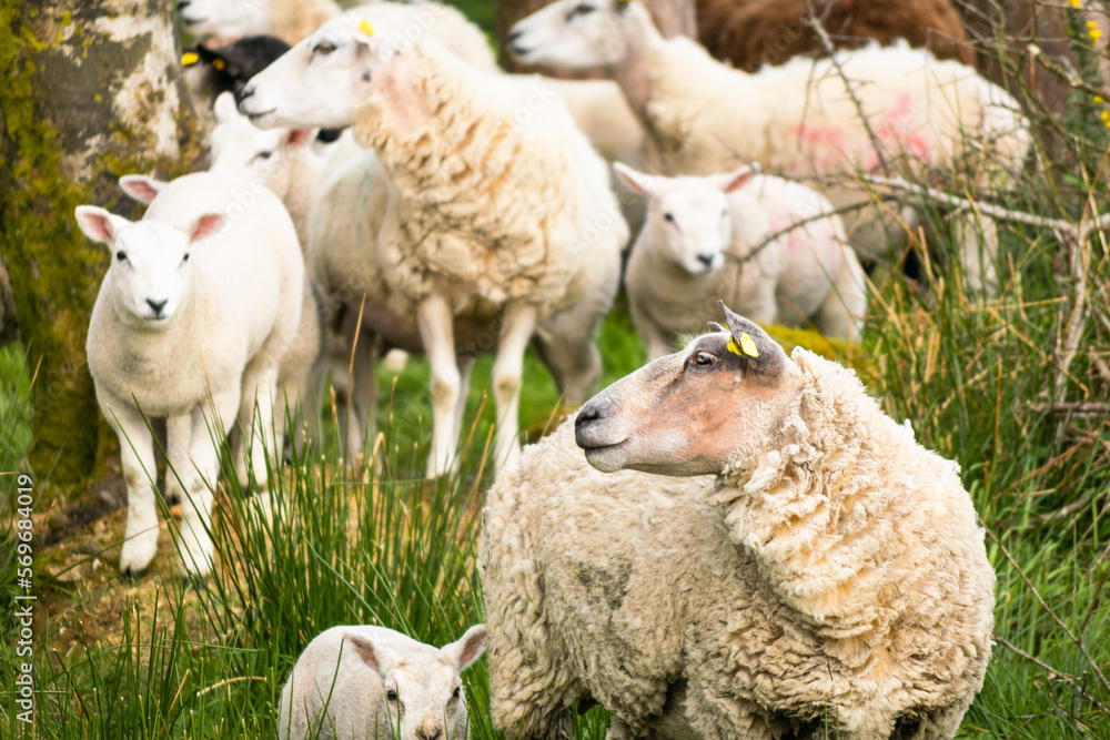 Beautiful cute white sheep close up in northern ireland countryside in springtime Beautiful cute white sheep close up in northern ireland countryside in springtime