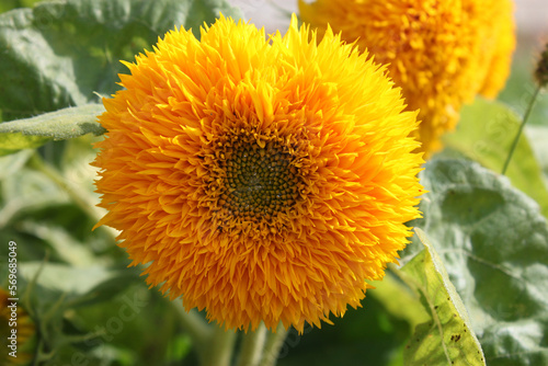 Terry sunflower flower on a sunny day close-up.