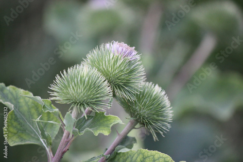 burdock flower on a sunny day closeup