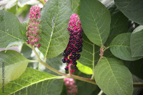 Flower lakonos berry on a sunny day close-up.
