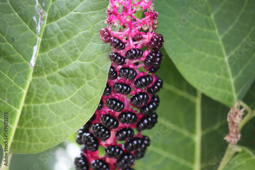 Flower lakonos berry on a sunny day close-up.