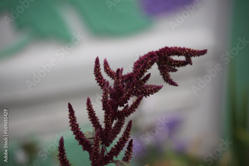 Amaranth flowers on a sunny day close-up.