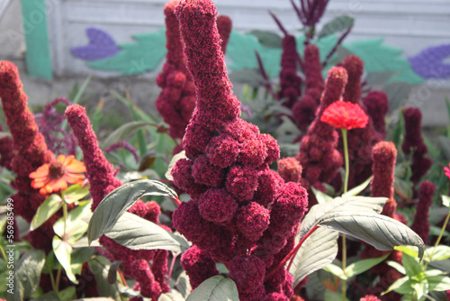 Amaranth flowers on a sunny day close-up.