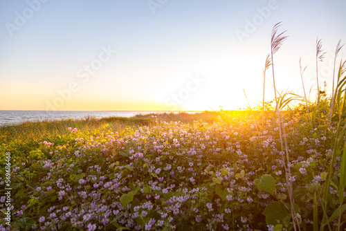 Fototapeta Naklejka Na Ścianę i Meble -  Beautiful sunset over flowery field by ocean
