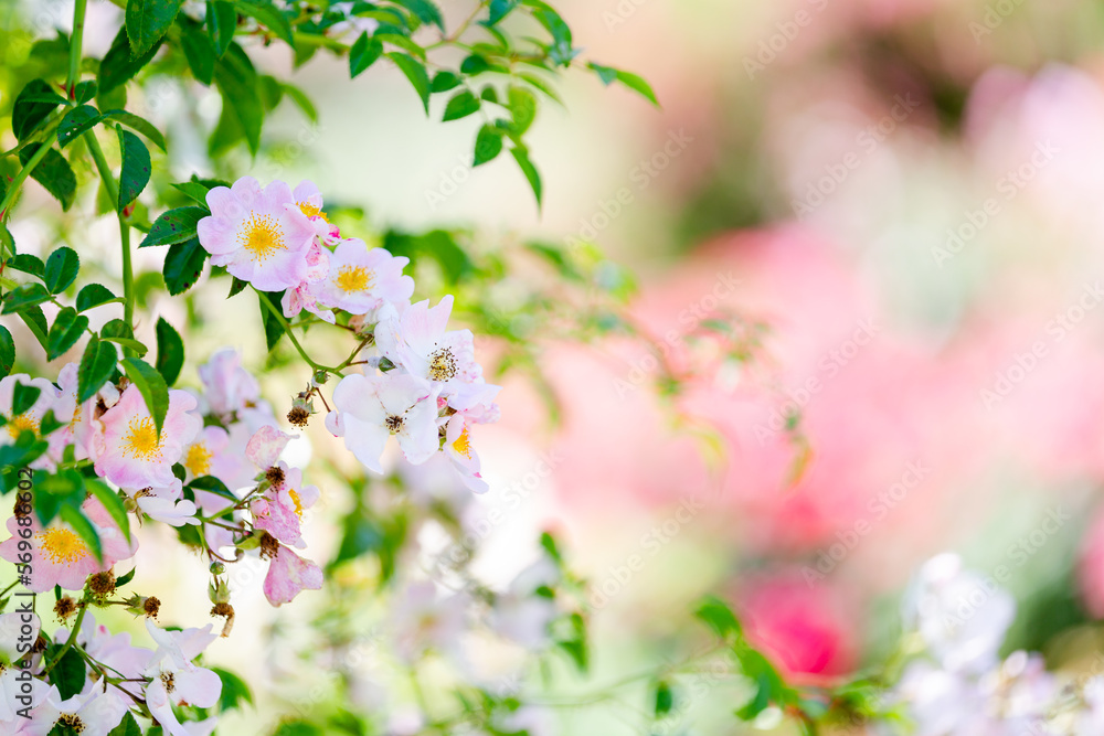 Beautiful spring flowers with negatives space Beautiful spring flowers with negatives space