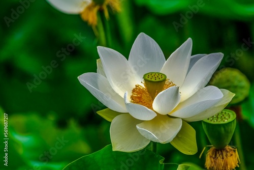 White Sacred Lotus