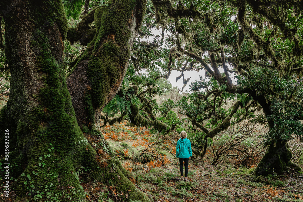 Fototapeta premium Sporty girl walking in Fanal forest,Madeira,Portugal.Protected landscape,old laurel and cedar trees,green lush nature.Picturesque path,hiking in wild.Happy woman outdoors.Adventure wellbeing concept
