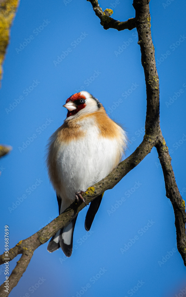 European goldfinch (Carduelis carduelis) is sitting on the branch on sunny winter's day. Bird has a red face and a black-and-white head. The colorful bird. Blue sky background. European goldfinch (Carduelis carduelis) is sitting on the branch on sunny winter's day. Bird has a red face and a black-and-white head. The colorful bird. Blue sky background.