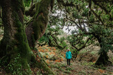 Sporty girl walking in Fanal forest,Madeira,Portugal.Protected landscape,old laurel and cedar trees,green lush nature.Picturesque path,hiking in wild.Happy woman outdoors.Adventure wellbeing concept