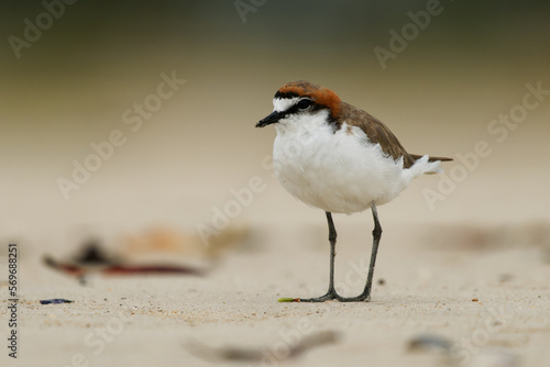 Red-capped plover (Charadrius ruficapillus) a small wader, shorebird on the beach. Small water bird with red ginger head with orange background during low tide in Australia, Queensland photo