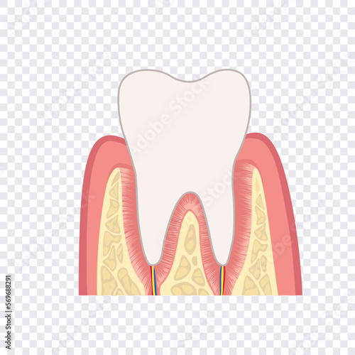 Tooth structure. Anatomy of teeth. Dental medical illustration.