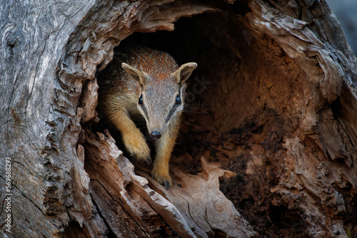 Numbat - Myrmecobius fasciatus also noombat or walpurti, insectivorous diurnal marsupial, its diet consists almost exclusively of termites. Small cute animal in the australian forest photo