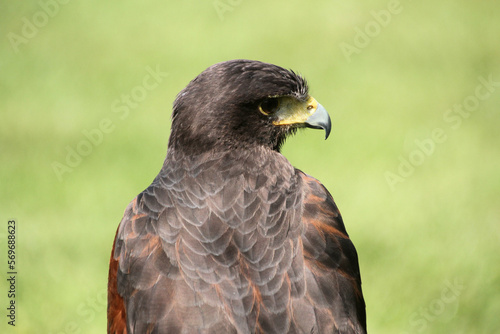A close up of a Harris Hawk