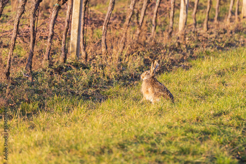 Fototapeta Naklejka Na Ścianę i Meble -  A wild brown hare sits on a green meadow in the grass in a vineyard