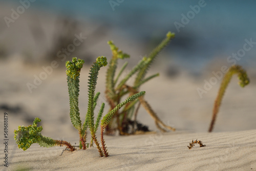 Euphorbia paralias in the dunes of the natural park of Corralejo photo