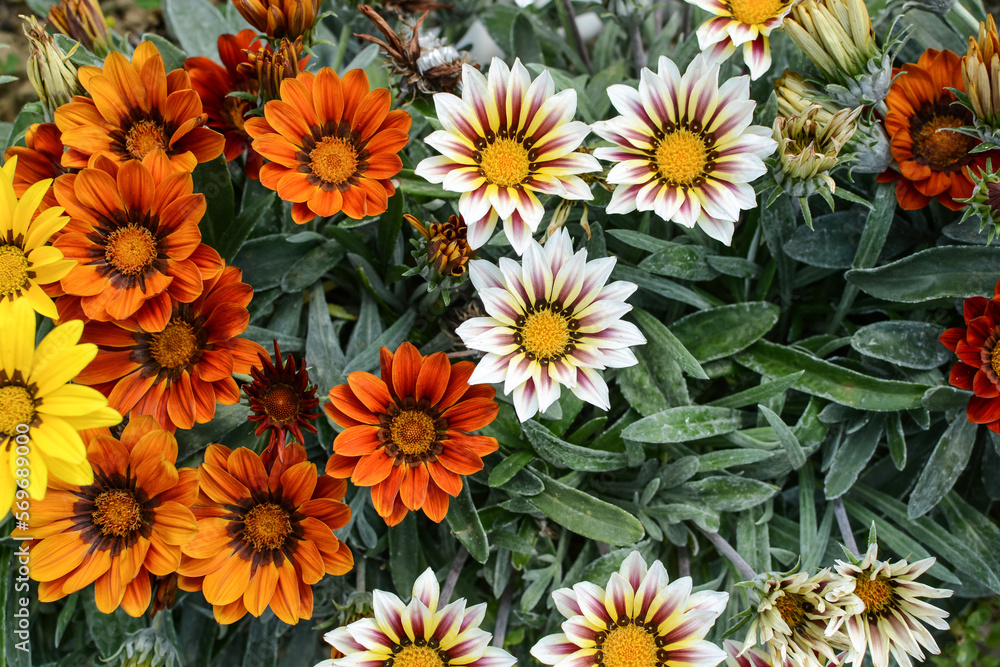 yellow, white, orange flowers in the park. Floral background. yellow, white, orange flowers in the park. Floral background.