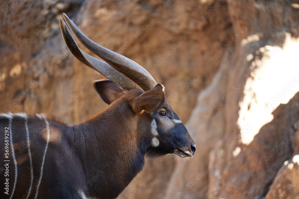 A brown bongo antelope with horns and stripes stands at the rocks alone.