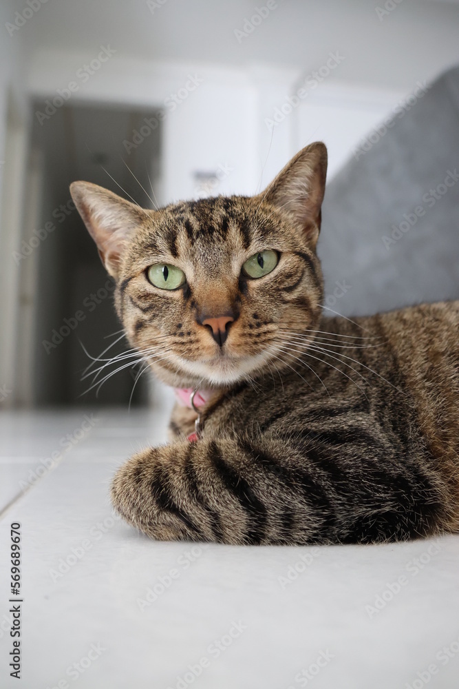 Naklejka premium Cute tabby cat portrait