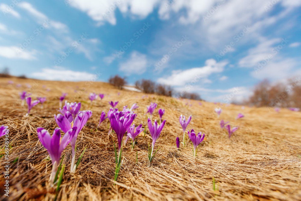 Obraz premium Spring flowers crocuses .Ukrainian landscape. Spring background. Borzhava. Ukraine