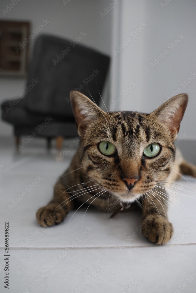 Cute tabby cat portrait