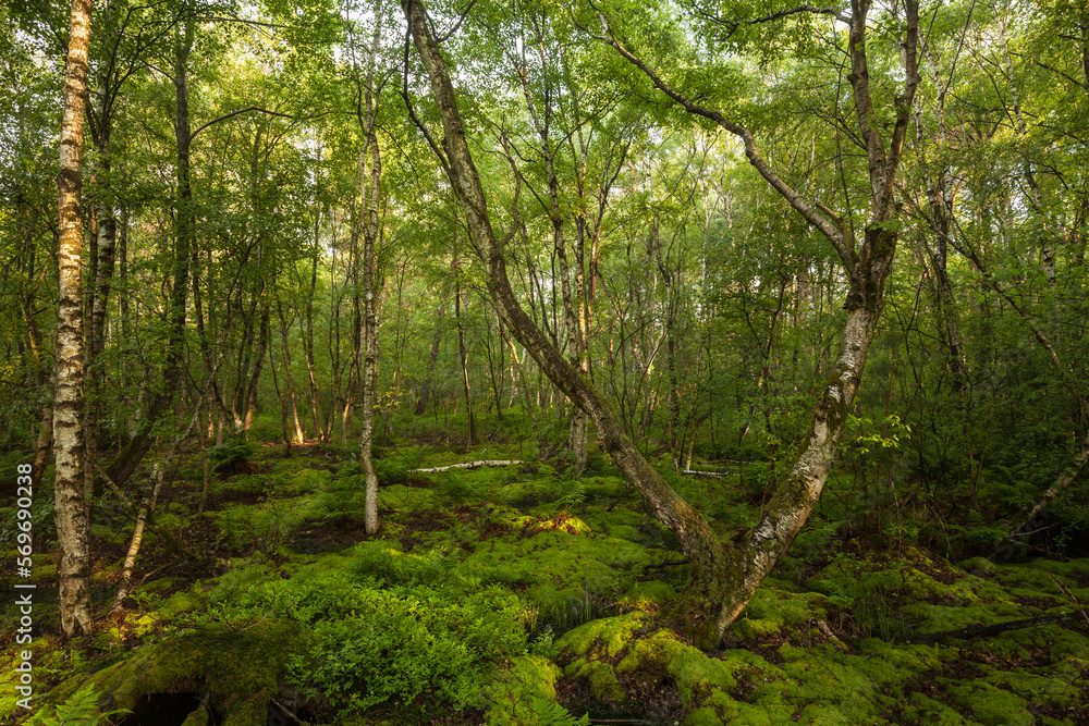 Steinhuder Meer - the shore path at the moor hut - a densely overgrown moor path. Birch forest Steinhuder Meer - the shore path at the moor hut - a densely overgrown moor path. Birch forest