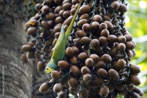 The red-bellied macaw (Orthopsittaca manilatus), also known as Guacamaya Manilata, is a medium-sized, mostly green parrot, a member of a group of large Neotropical parrots known as macaws. Amazonas  photo