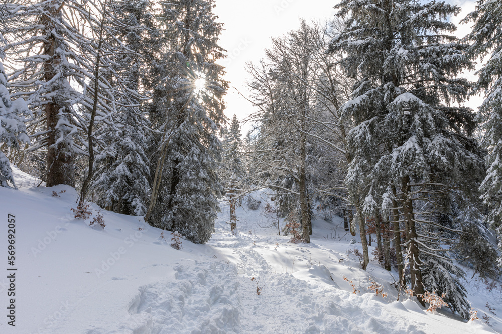 Forêt de Haute-Savoie sous la neige en hiver Forêt de Haute-Savoie sous la neige en hiver