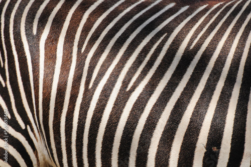 Patterns of black and white lines on the fur of a zebra at the San Diego Zoo, California