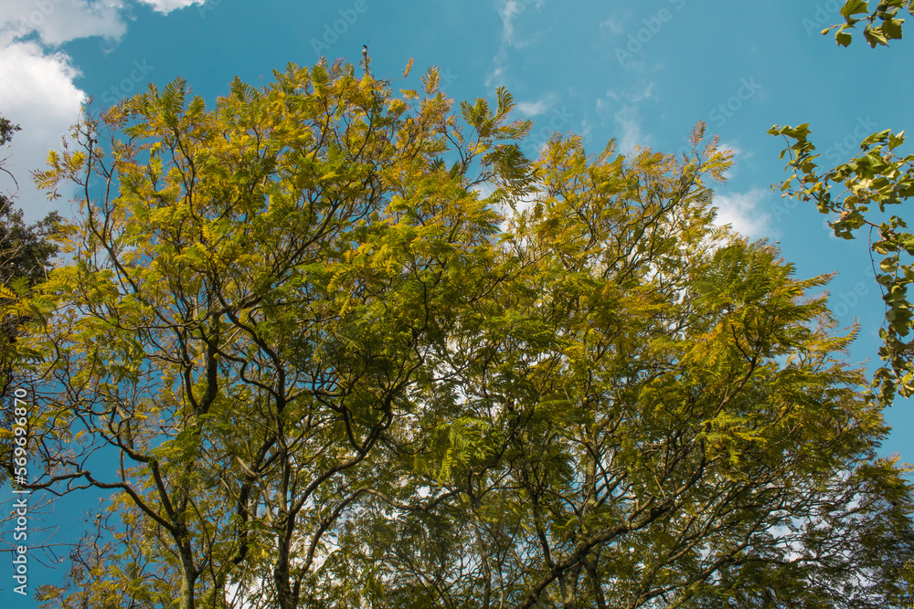 Obraz premium Día soleado en el parque bajo un árbol