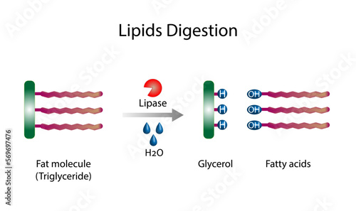 Fat Molecule, triglyceride, Lipids Digestion. Lipase enzyme catalyzes the hydrolysis of fats to Fatty Acids And Glycerol. Colorful scientific diagram. Vector Illustration