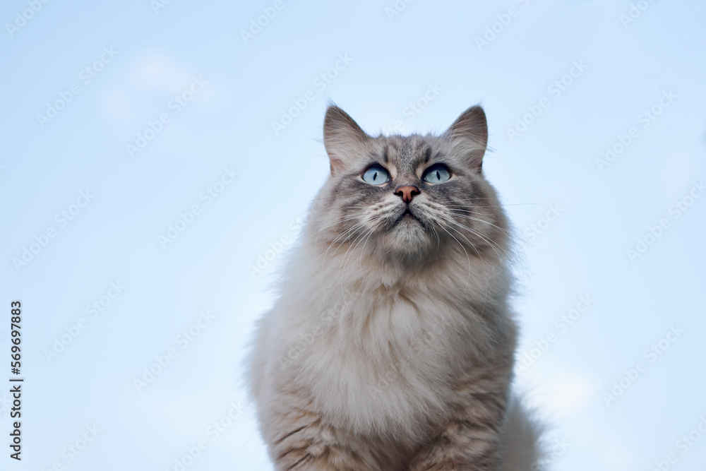 Gray fluffy cute Neva Masquerade cat with blue eyes. Pets and lifestyle concept. Lovely fluffy cat on blue background. Bottom side Close up view