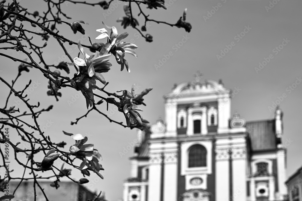Blooming magnolia flowers against the background of the baroque church facade in the city of Pozna - obrazy, fototapety, plakaty 