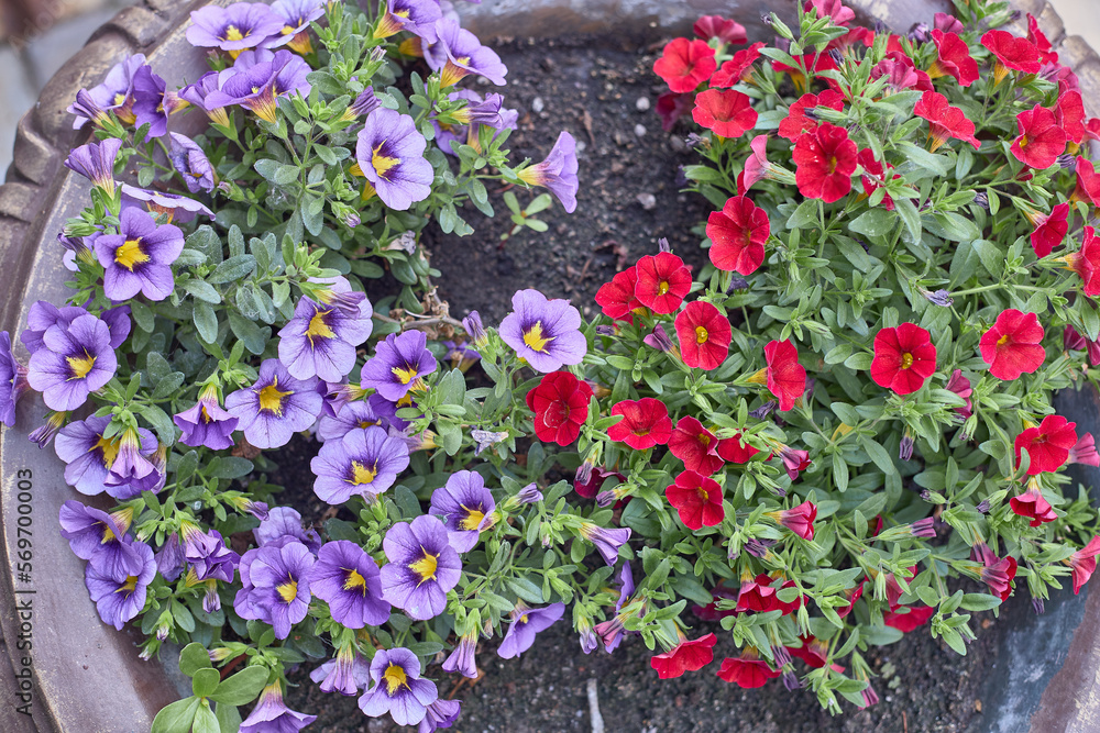 Beautiful petunia, blooming profusely in the summer garden, against the background of leaves. Beautiful petunia, blooming profusely in the summer garden, against the background of leaves.