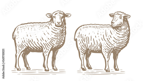 Hand drawn standing sheep in sketch style. Wool, lamb symbol. Farm animal vintage vector illustration
